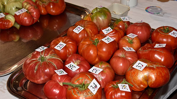 concurso tomate feo tudela2