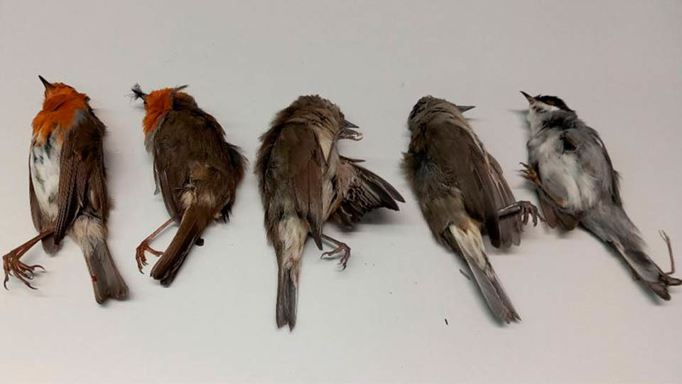corella detenido captura pajarillos